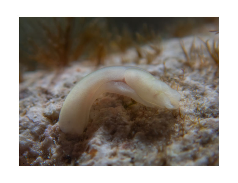 Philine sp.1