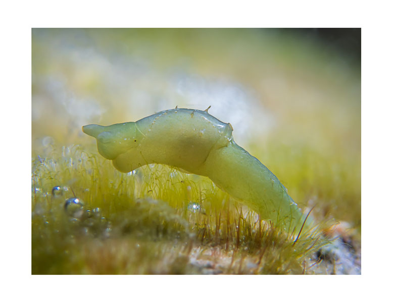 Oxynoe sp.3