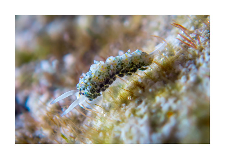 Costasiella sp. 4