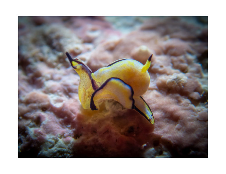 Siphopteron nigromarginatum