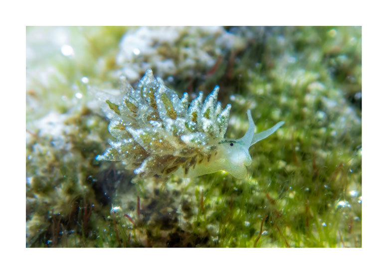 Ercolania anellyleorum