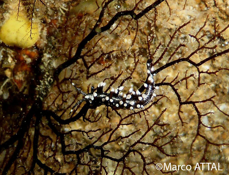 Protaeolidia juliae