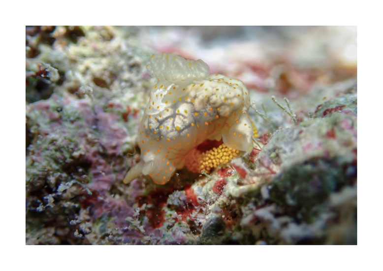 Gymnodoris sp. 2