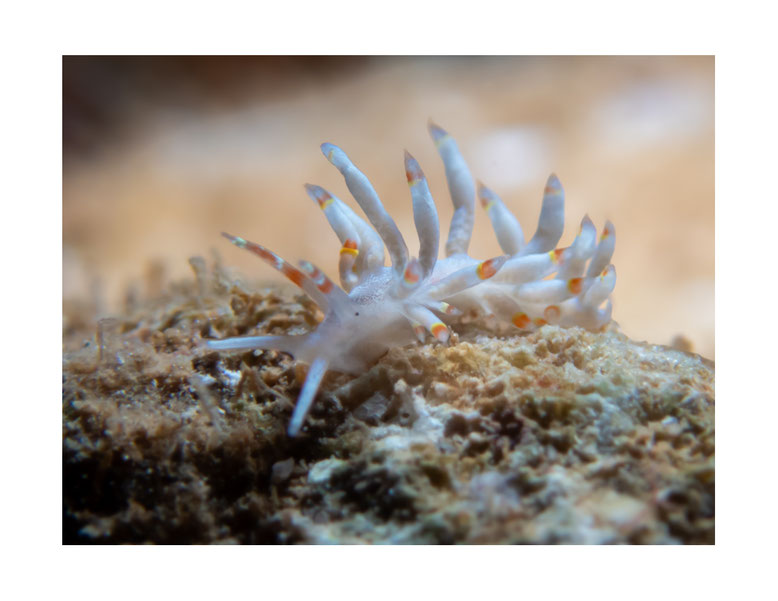 Abronica cf payaso anc Tenellia sp.20
