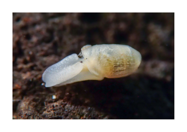 Cylindrobulla sp.2