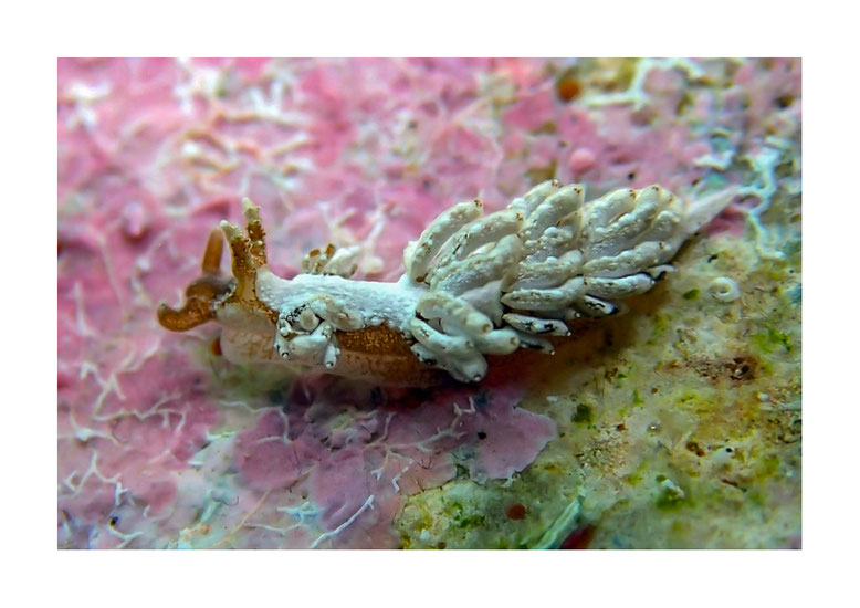 Baeolidia sp.1