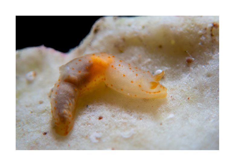 Gymnodoris sp.4