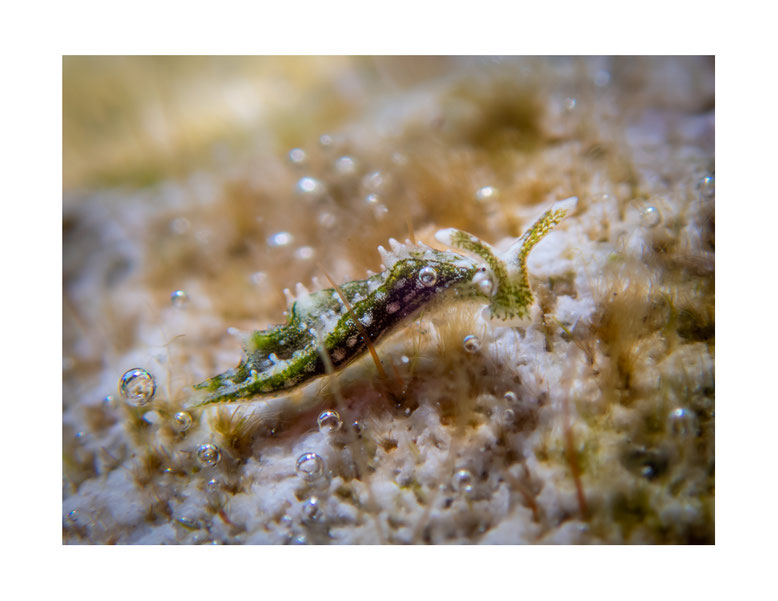 Elysia sp.22
