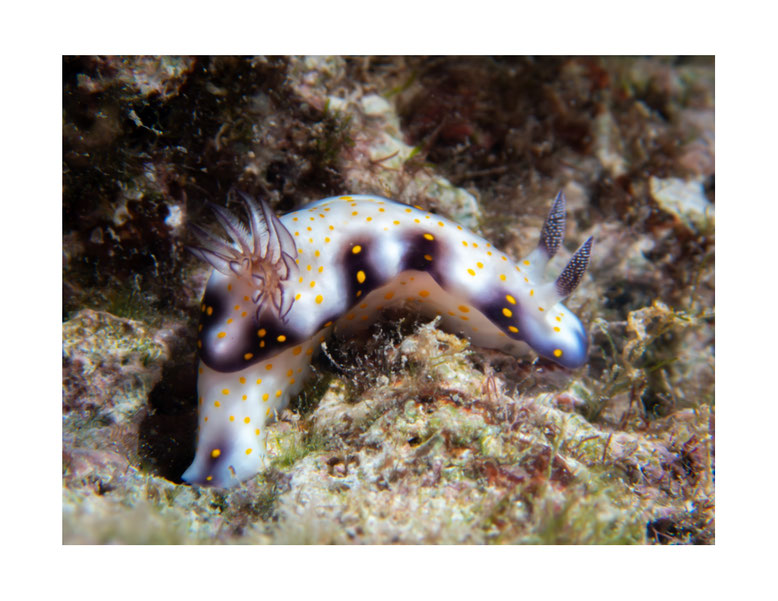 Hypselodoris imperialis anc Risbecia imperialis