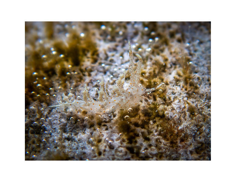 Eubranchus sp.11