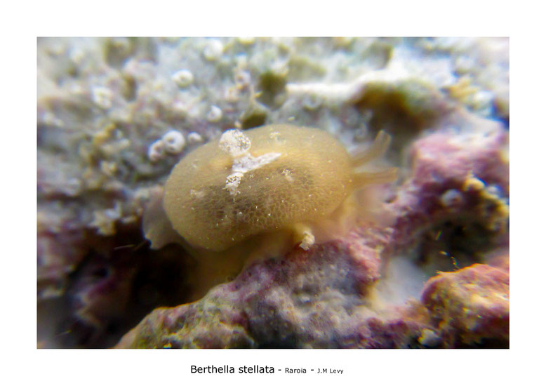 Berthella stellata