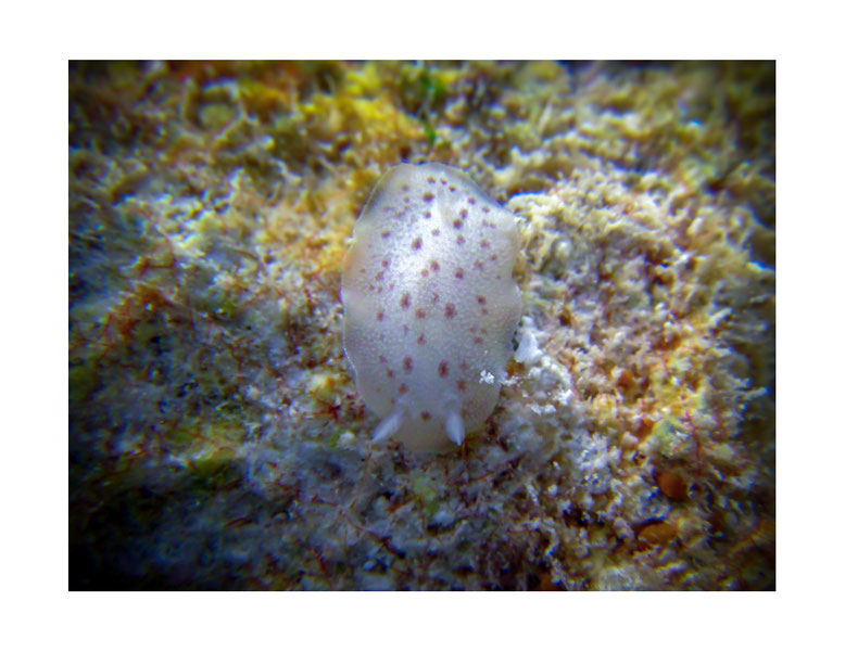 Discodorid sp.5 non identifié