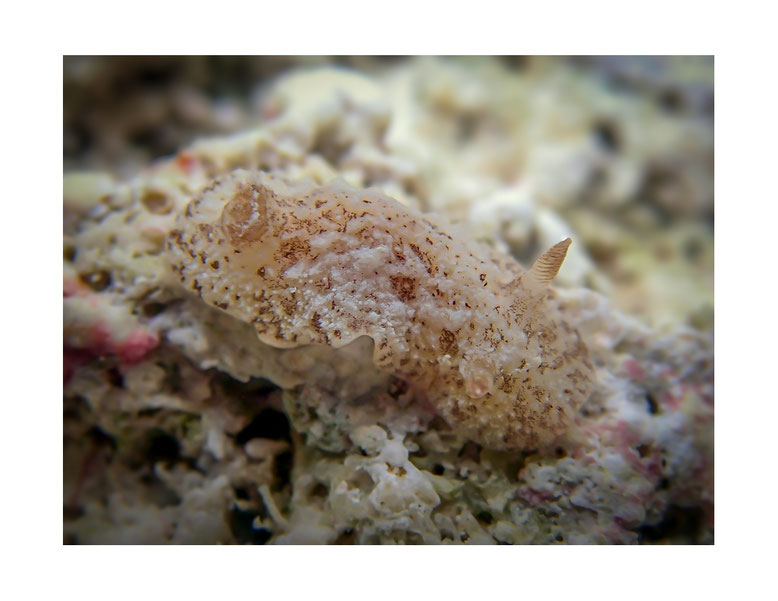Discodorid sp.6 non identifié