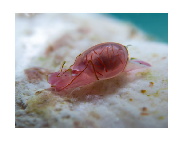 Vellicolla amphorella