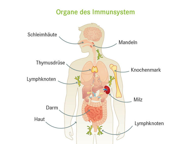 Reiki Leitfaden: Hilfe für dein Immunsystem