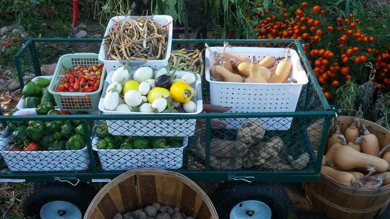 Photo of Purple Rooster Organics produce
