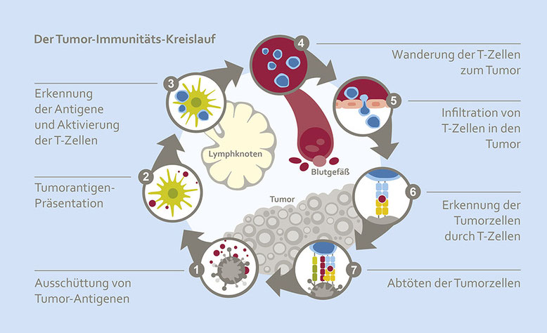 Schematische Darstellung des Tumor-Immunitäts-Kreislaufs: Siebenstufiger Prozess von der Ausschüttung von Tumorantigenen bis zum Abtöten der Tumorzellen durch T-Zellen.