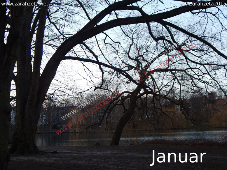 Kahle Bäume im Januar