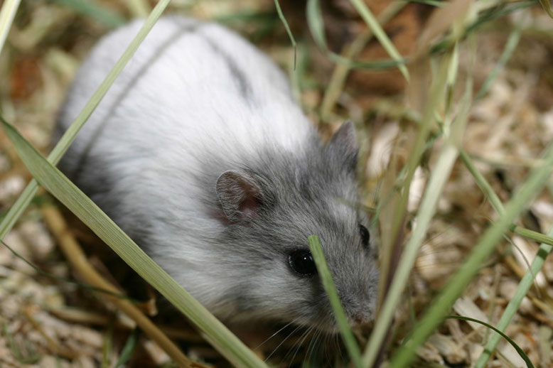 Platinum - Aalstrich im Nacken unterbrochen