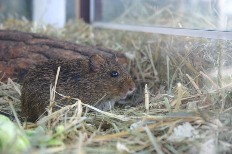 Cotton Rat