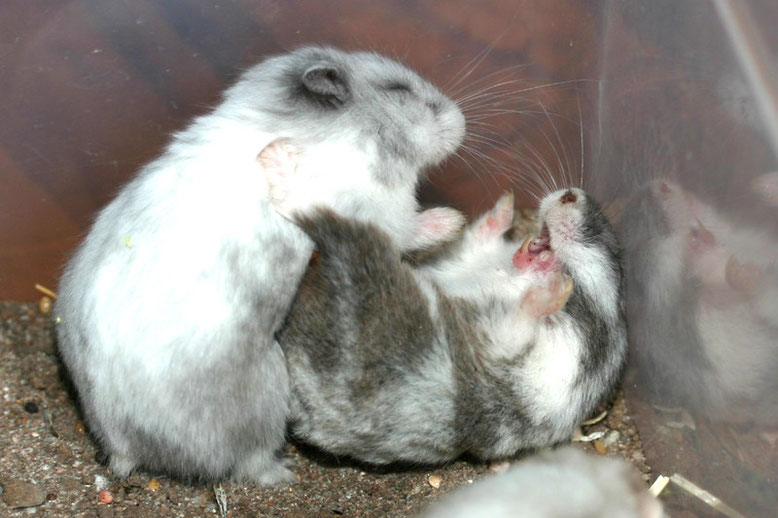 catfight hamster