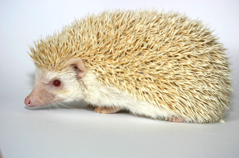 Igel