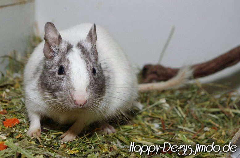 Blue Agouti Schecke | Foto: Deguzucht Happy-Degus