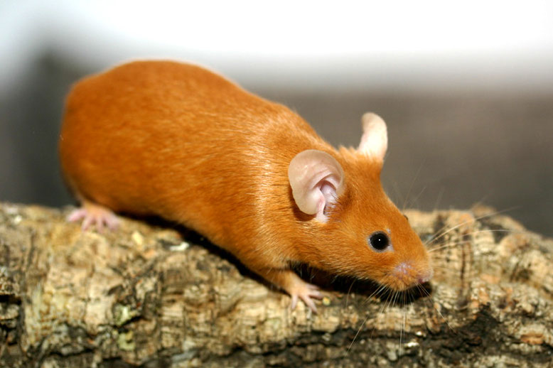 Recessive Red Farbmaus