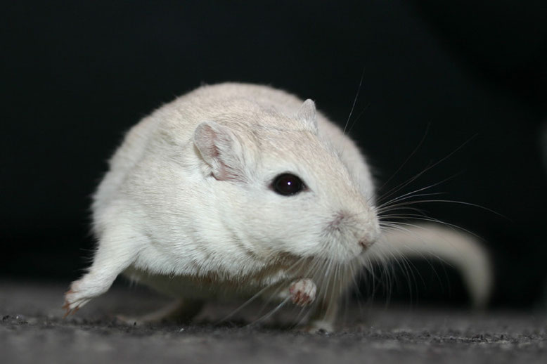 Mongolische Rennmaus Polarfuchs