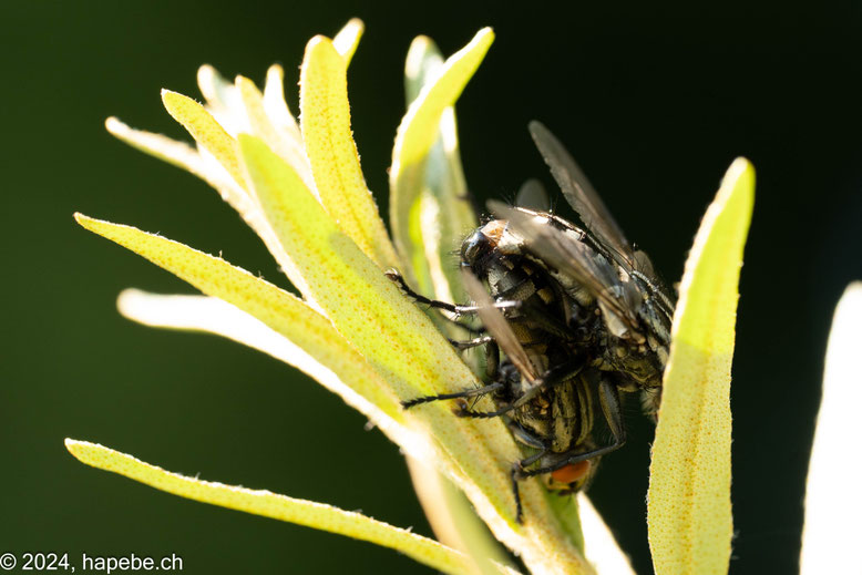 Graue Fleischfliege