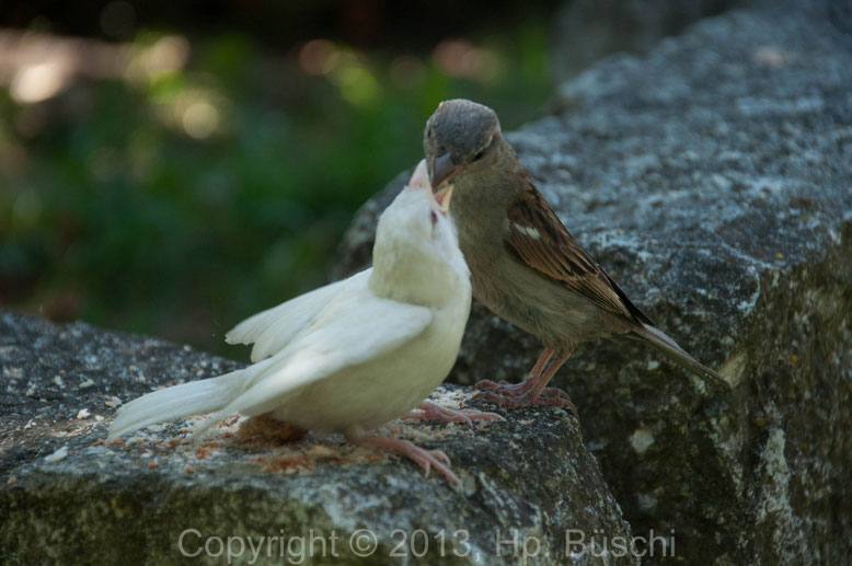 Albinospatz