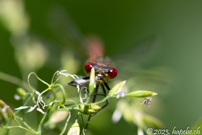 Frühe Adonislibelle 