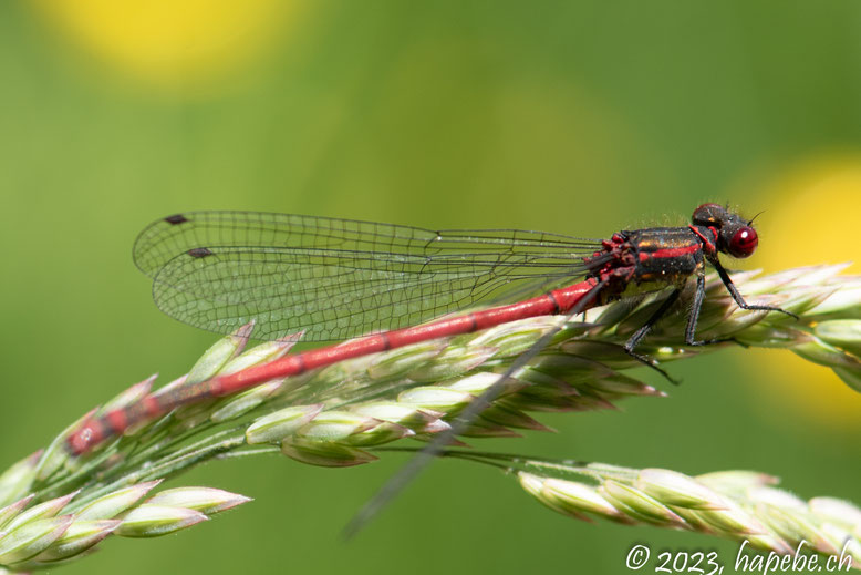 Frühe Adonislibelle