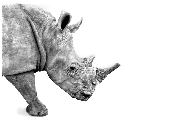 Collection Afrique Terre Rouge rhinoceros Côte d'Ivoire dessin crayon noir et blanc réaliste artiste Atelier Capucine Minot