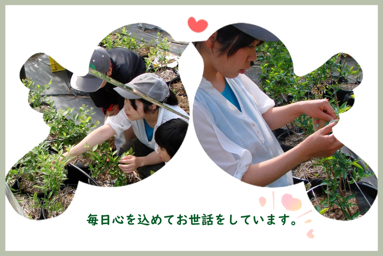 郡山ベリーベリー園では、毎日心を込めてブルーベリーや木苺たちのお世話をしています。