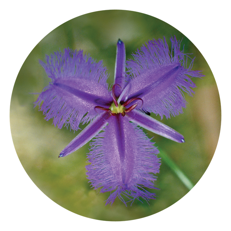 Bushflowers Fringed Violet Naturheilpraxis Hinterberg St.Gallen