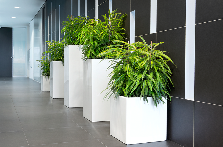 Maceteros decorativos cuadrados de varias alturas en blanco alto brillo con ficus alii jaspeados a lo largo de un pasillo