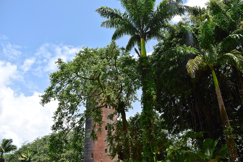 Is it Worth to Go to Puerto Rico - Yokahu Observation Tower in el Yunque National Park