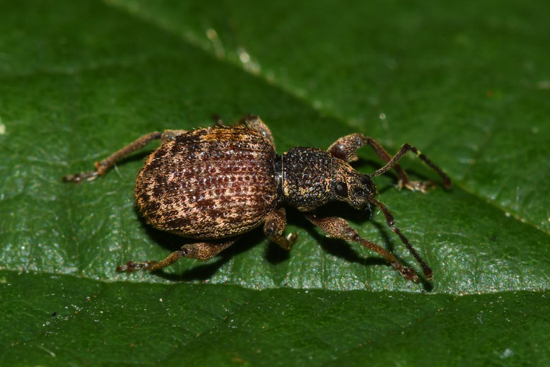 Otiorhynchus smreczynskii