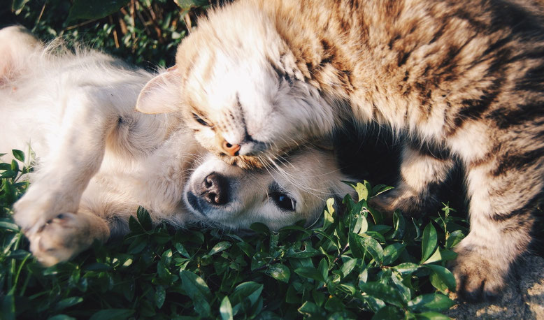 Hund und Katze können sich trotz und gerade wegen ihrer Verschiedenheit gut verstehen