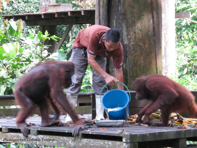 Sandakan. Orangutan fanno colazione