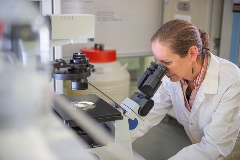 Définition officielle du Miel de Manuka par le MPI en Nouvelle-Zélande avec une scientifique expérimentée de Nouvelle-Zélande observant du Miel de Manuka dans un microscope dans un laboratoire