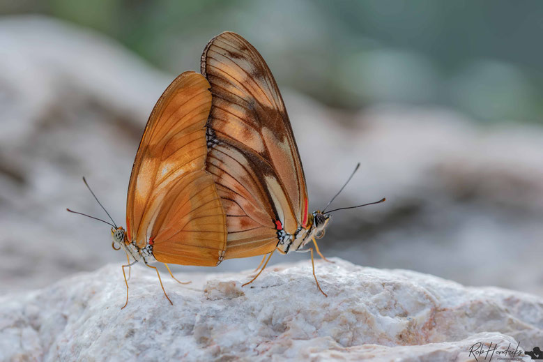 Dryas Julia 