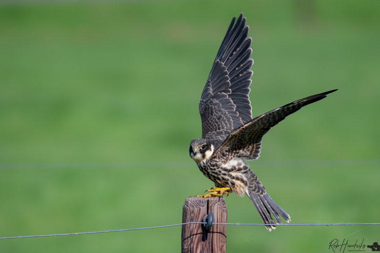 Boomvalk | Eurasian Hobby