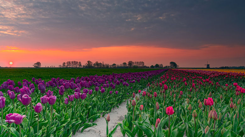 Noord-Holland | Schermerhorn | Tulpenvelden