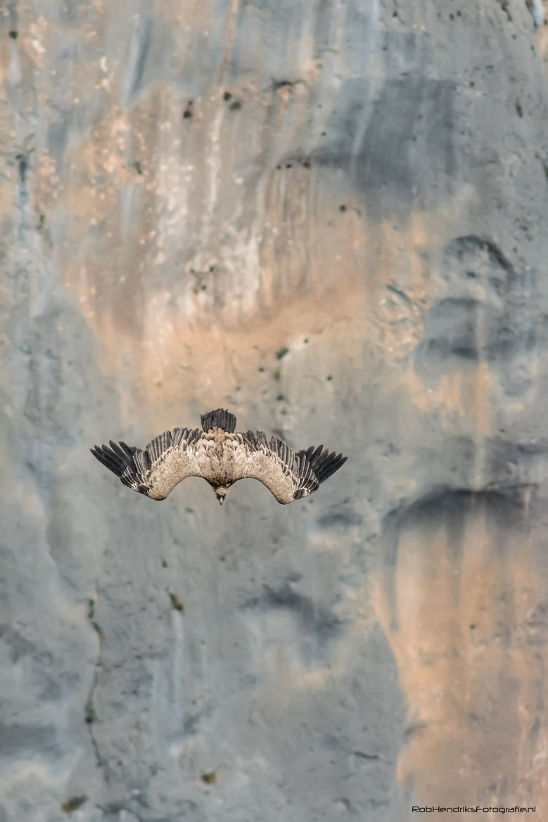 Vale Gier | Griffon Vulture