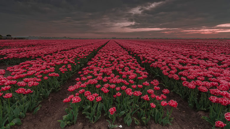 Noord-Holland | Oosterleek | Tulpenveld