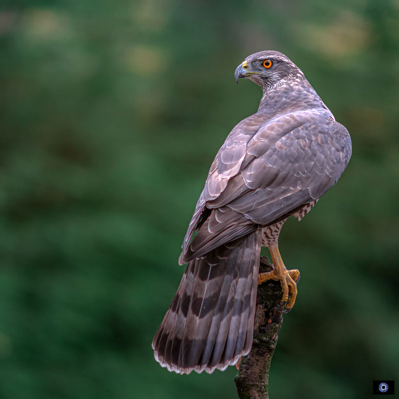 Roofvogels