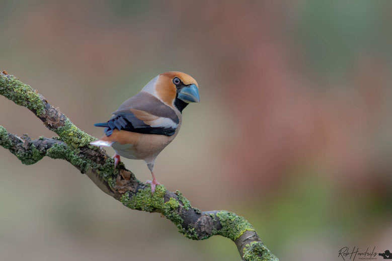 Appelvink