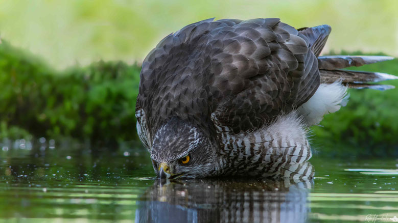 Havik | Northern Goshawk